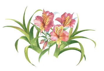 Watercolor botanical illustration of alstroemeria and tropical plants. Hand painting. Floral drawing for the greeting cards, invitations, personalized card and different decorations.