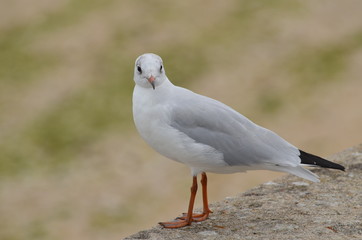 Mouette (France)
