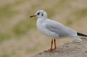 Mouette (France)