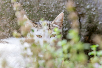Little cat hiding