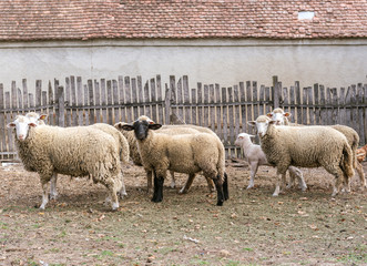 Obraz premium Sheeps on the farm