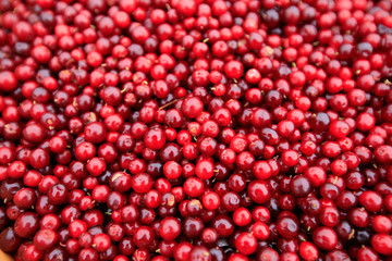 harvest red huckleberry