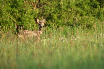 Roe deer male on the magical green grassland, european wildlife, wild animal in the nature habitat, deer rut in czech republic.