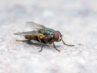 Meat Fly Diptera Insect On Wall