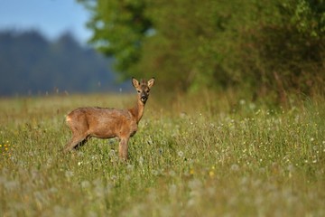 Roe deer male on the magical green grassland, european wildlife, wild animal in the nature habitat, deer rut in czech republic.
