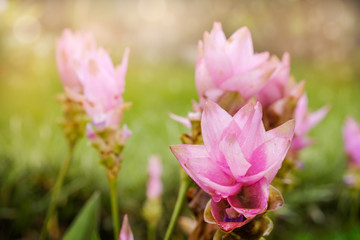 Obraz na płótnie Canvas Siam Tulip flower / View of Siam Tulip flower in the garden. (Curcuma : ZINGIBERACEAE) Soft focus.