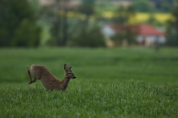 Roe deer male on the magical green grassland, european wildlife, wild animal in the nature habitat, deer rut in czech republic.