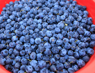 Harvest of fresh blueberries