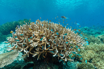 Fototapeta na wymiar Lebendiges Korallenriff