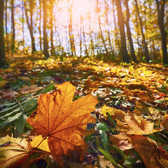 Autumn forest in the mountains