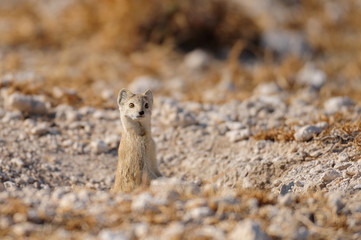 Fuchsmanguste sichert die Umgebung, Etosha Nationalpark, Namibia