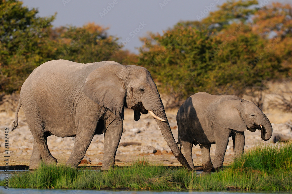 Wall mural Afrikanische Elefanten an Wasserstelle,  Etosha Nationalpark, Namibia, (Loxodonta africana)