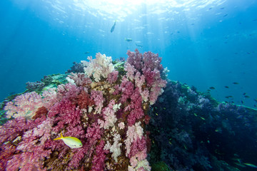 Fototapeta na wymiar Colorful soft coral under the sea
