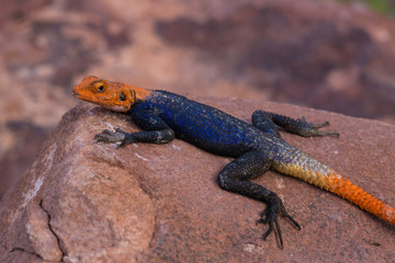 Namib rock agama taking a rest in Namibia