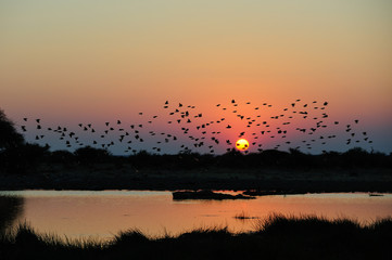 Plakat Blutschnabelweber Schwarm bei Sonnenuntergang, (Quelea quelea), Etosha Nationalpark, Namibia