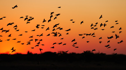 Blutschnabelweber Schwarm bei Sonnenuntergang, (Quelea quelea), Etosha Nationalpark, Namibia
