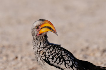 Gelbschnabeltoko Portrait, Etosha Nationalpark, Namibia