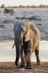 Fototapeta na wymiar Afrikanischer Elefant, Etosha Nationalpark, Namibia, (Loxodonta africana)