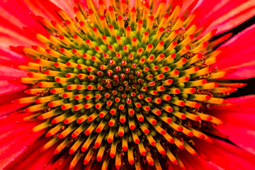 Echinacea - Powered by Adobe