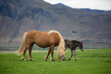 Fototapeta na wymiar Pferde in Island