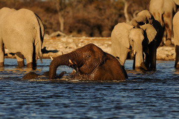 Naklejka na ściany i meble Afrikanischer Elefant, Elefanten beim baden, Etosha Nationalpark, Namibia, (Loxodonta africana)