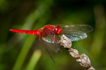 Red Dragonfly close up