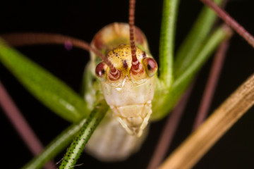 Grasshopper