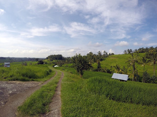 Fototapeta na wymiar Rice paddies in Bali, Indonesia