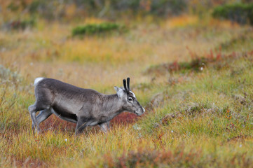 Rentier im Herbst, Flatruet, Schweden