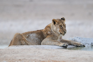 Löwin am Wasserloch, Etosha Nationalpark, Namibia, (Panthera leo)