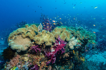 Weichkorallen an einem gesunden Korallenriff