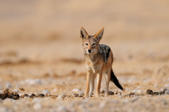 Schabrackenschakal, Etosha Nationalpark, Namibia, (Canis mesomelas)