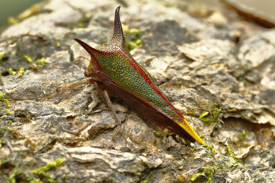 membracidae sobre tronco