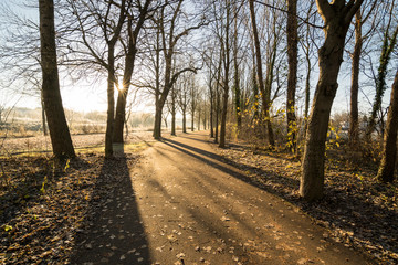 Bäume am Wintermorgen in einer Allee in Halle Saale, Deutschland
