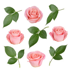 Obraz premium Zestaw z różowymi różami i liśćmi. Jako elementy projektu.