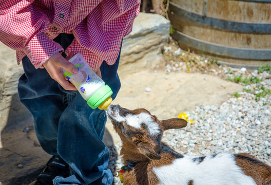 a young goat drinks milk from the bottle