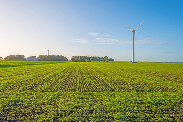 Field with vegetables in sunlight in summer
