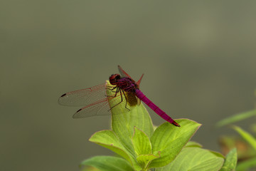 close up image of dragonfly. visible noise due to high iso.