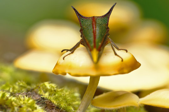 Membracidae Sobre Seta