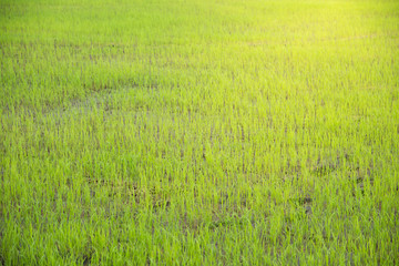 Fototapeta na wymiar Close-up of young rice.