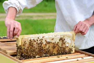 Honeycomb. The beekeeper takes out from the hive honeycomb filled with fresh honey. Apiculture.