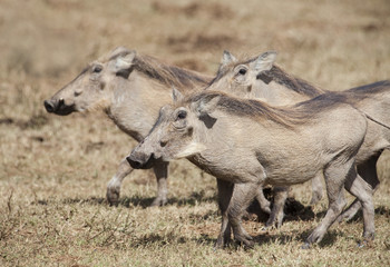 Warzenschwein in freier Wildbahn in Suedafrika