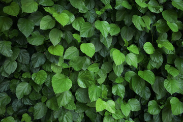 Green fence, nature ecological background. 