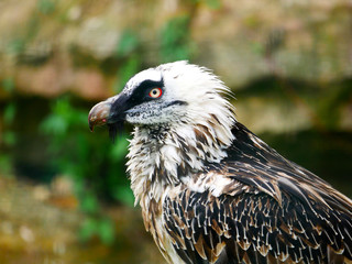 Vautour