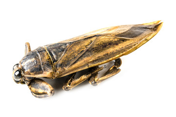 Giant water bug isolated on white background.