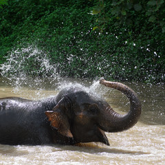 Elephant bath