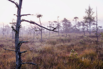 Fototapeta premium Marsh Latvia.Dunikas early in the morning at sunrise