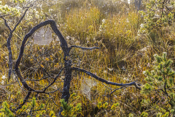 Fototapeta premium Marsh Latvia.Dunikas early in the morning at sunrise