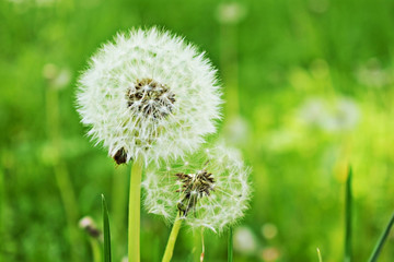 Pusteblume