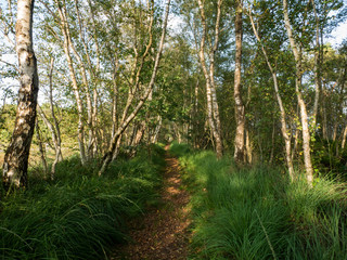 Fototapeta premium Waldweg im Moor